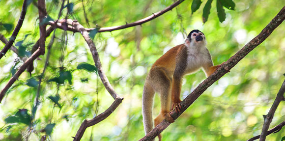 Um macaco sentado num ramo de árvore.
