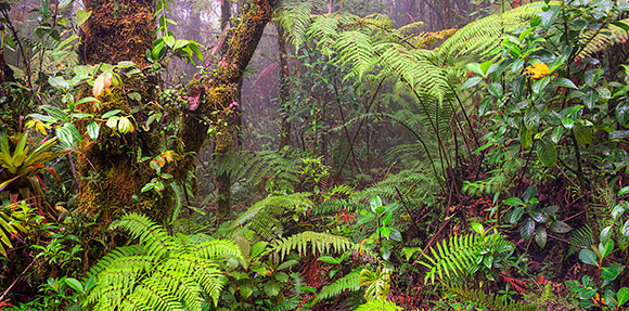 Uma floresta verdejante com muitas árvores.