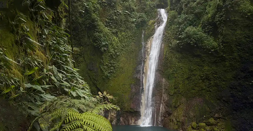 Uma queda de água no meio de uma floresta verdejante.