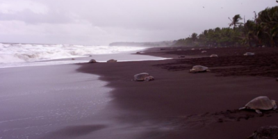 Foto: Laranapeleona