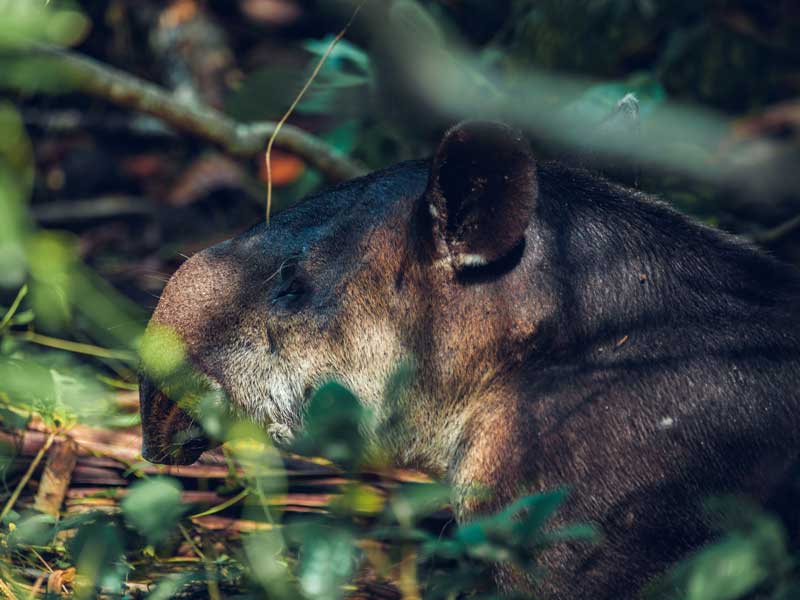 Um pormenor de um pequeno animal no bosque