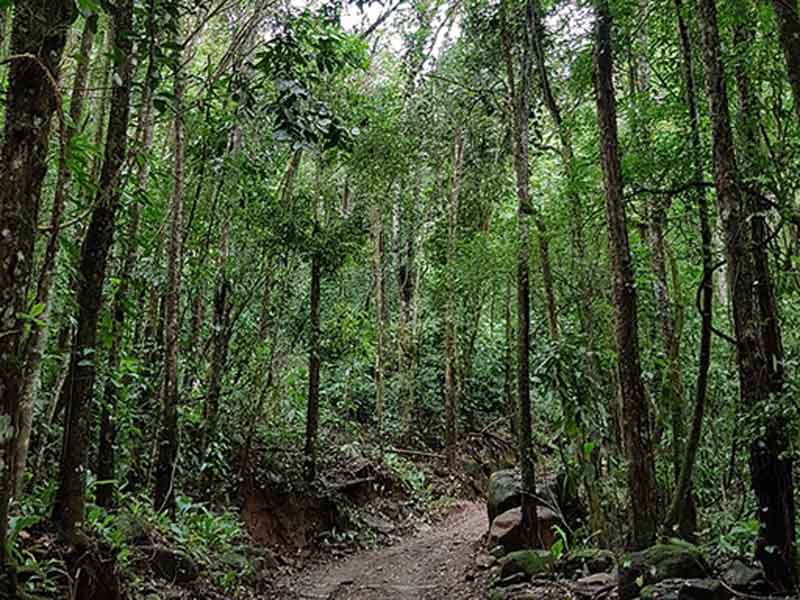 Um caminho de terra batida no meio de uma floresta.