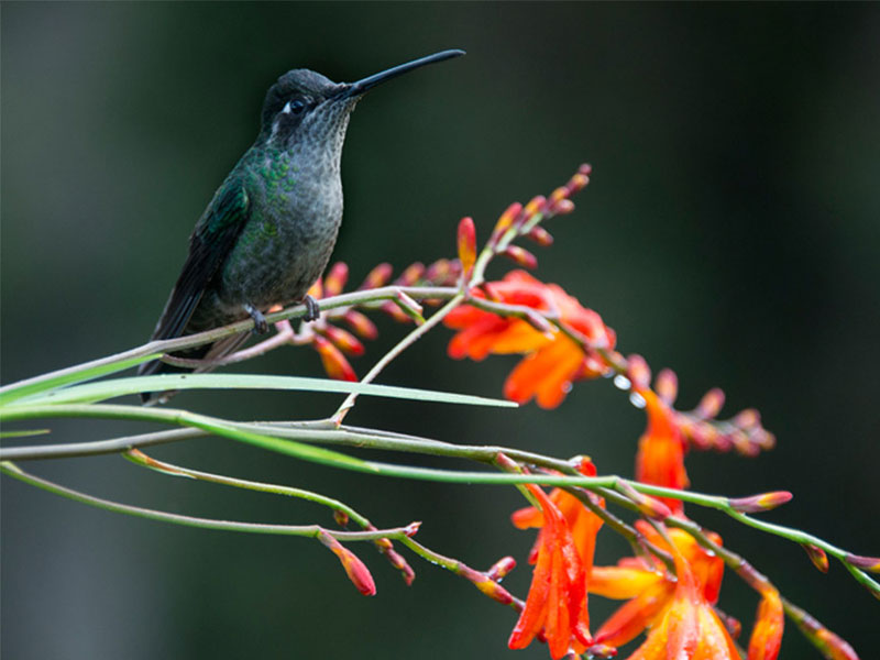 Um beija-flor pousa num ramo com flores vermelhas.