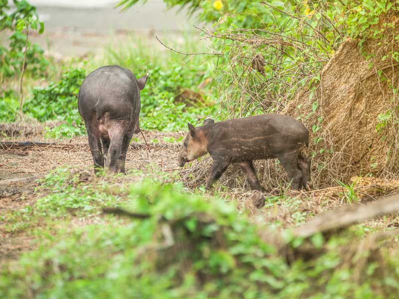 Um par de animais que estão na relva.