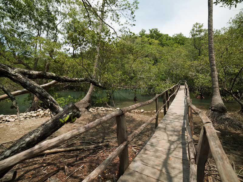 Uma ponte de madeira sobre um rio rodeada de árvores