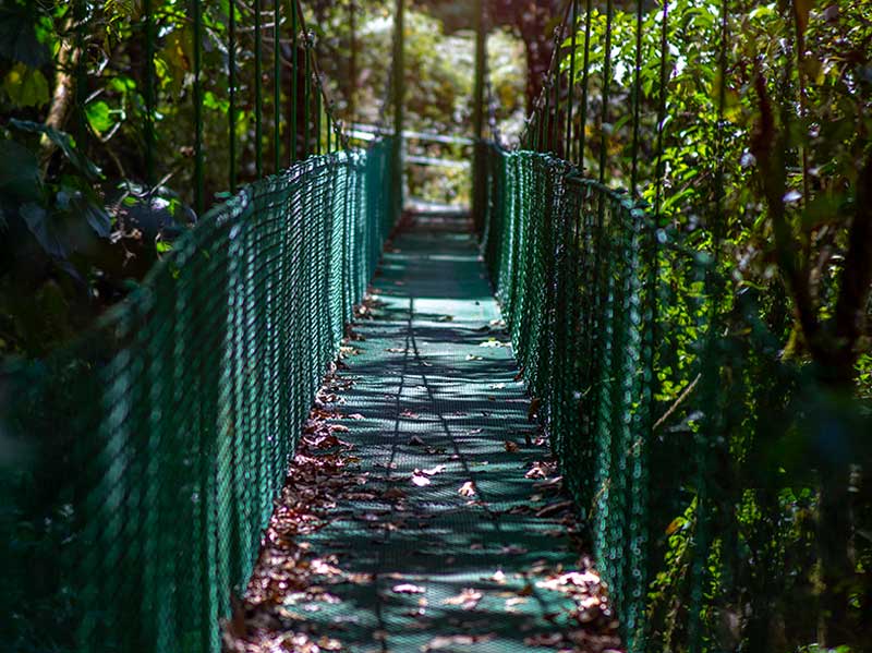 Um passadiço no meio de uma floresta verdejante.