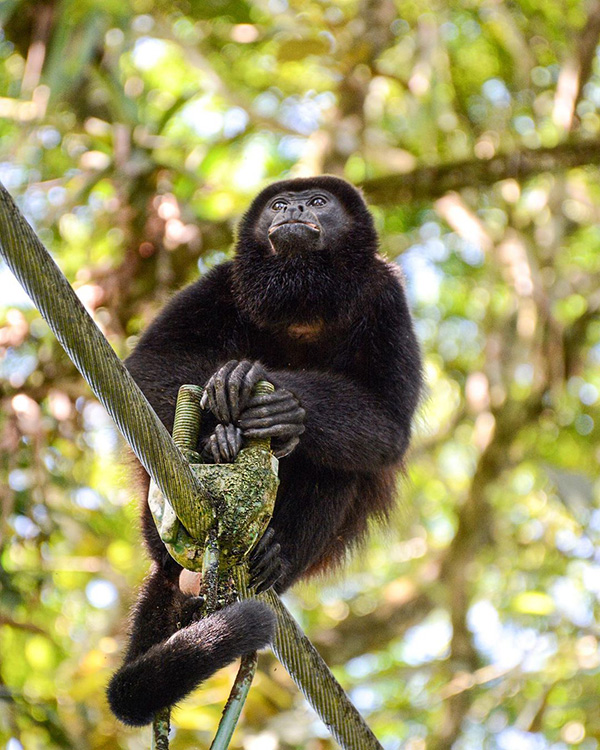 Um macaco sentado no cimo de um ramo de árvore.