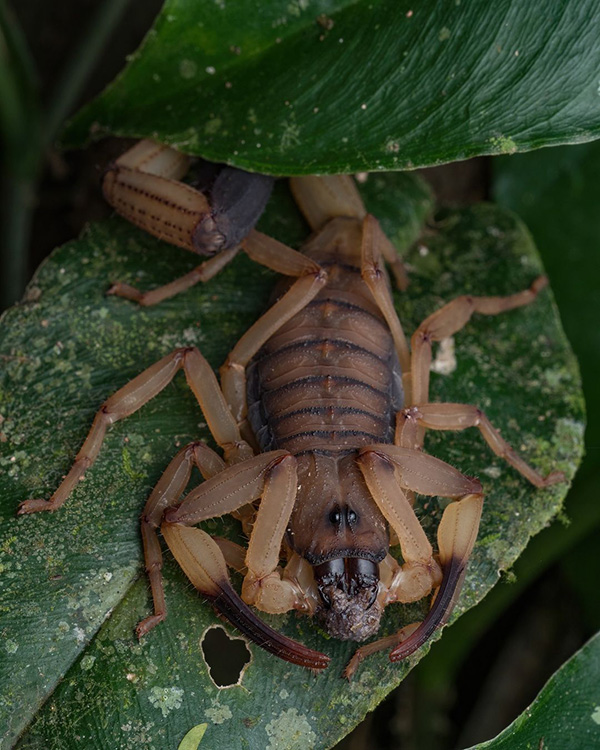 Um inseto escorpião a rastejar numa folha verde.