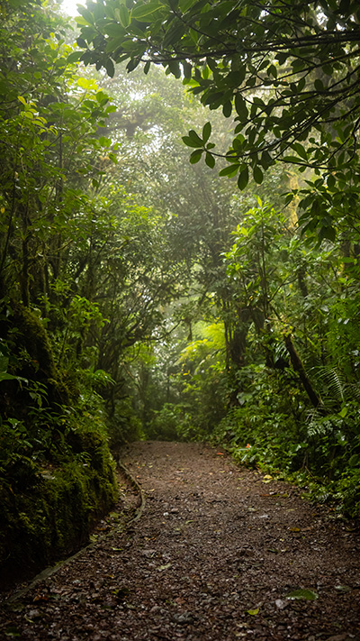 Um caminho de terra batida no meio de uma floresta verdejante.