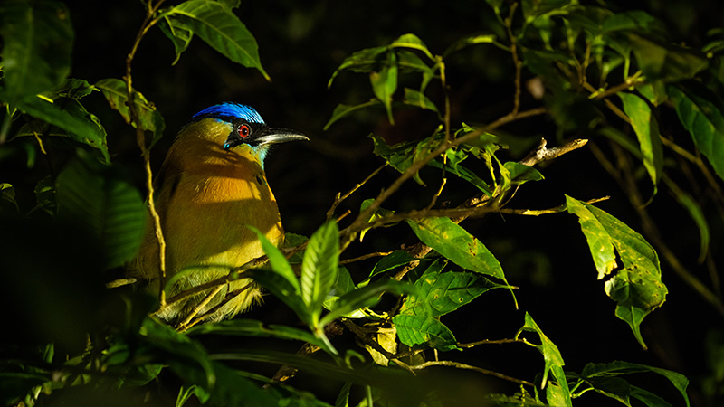 monteverde extreme