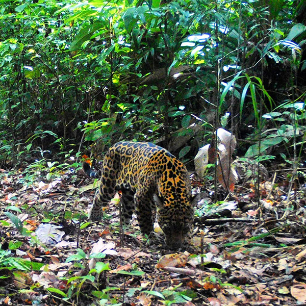Um leopardo a caminhar numa selva cheia de folhas.