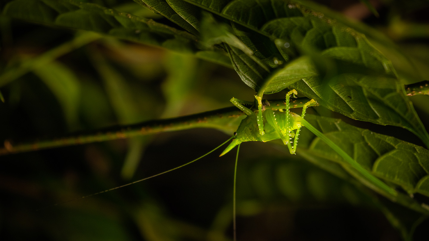 Reserva Biológica da Floresta Nublada de Monteverde 