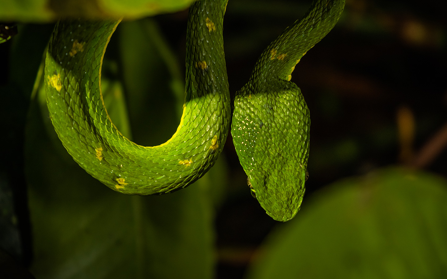 Reserva Biológica da Floresta Nublada de Monteverde 