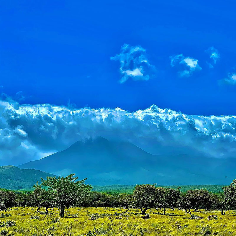 Um campo relvado com árvores e montanhas ao fundo.