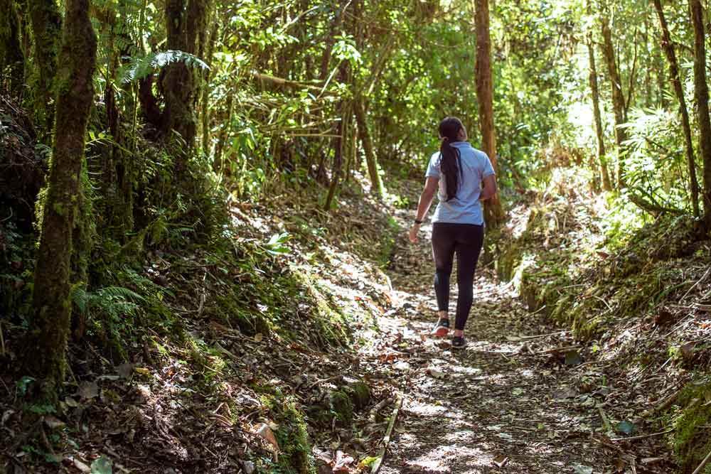 Uma mulher a caminhar numa floresta verdejante