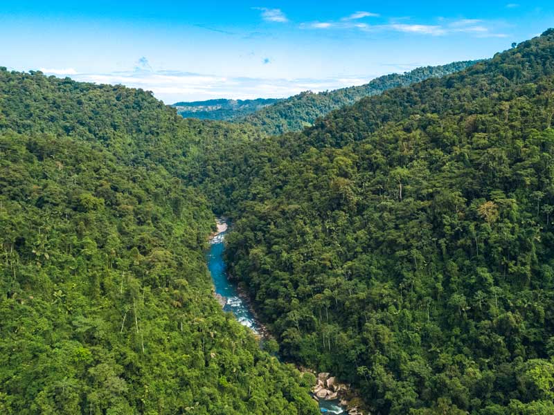 Um rio que corre através de uma floresta verdejante.