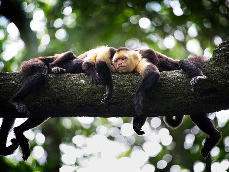 Um grupo de macacos a descansar num ramo de árvore.