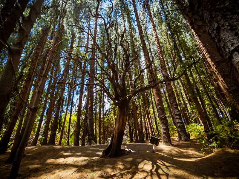 Um banco no meio de uma floresta.