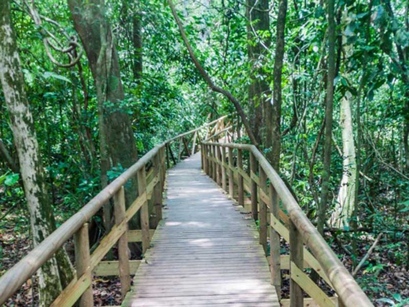 Um passadiço de madeira no meio de uma floresta.