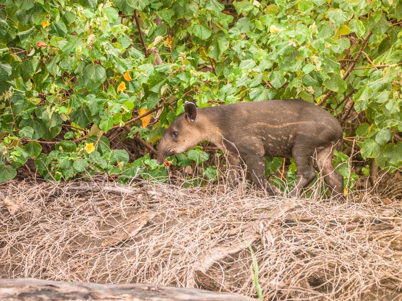 Um animal em cima de um monte de erva seca.