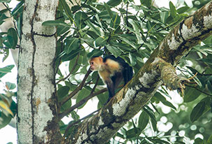 Um macaco sentado num ramo de uma árvore numa floresta. 