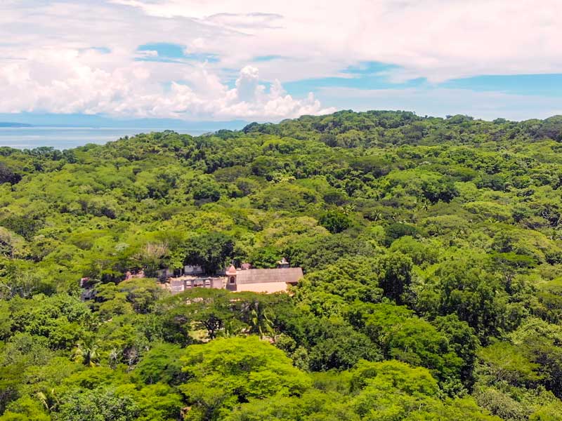 Uma vista aérea de uma floresta verdejante.