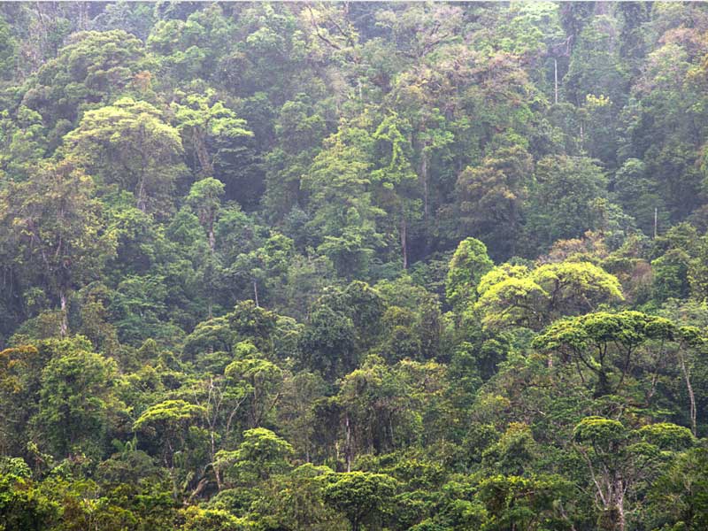 Uma floresta cheia de árvores verdes.