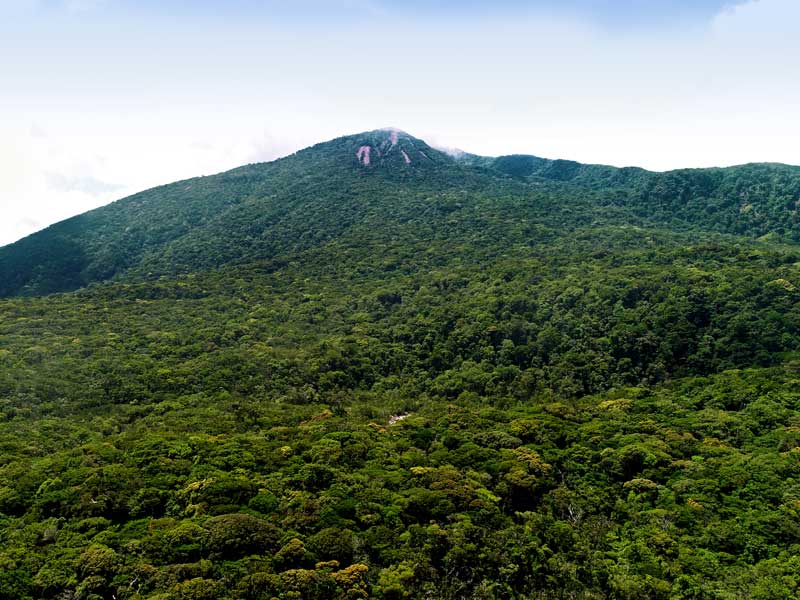 Uma grande montanha verde coberta de muitas árvores.