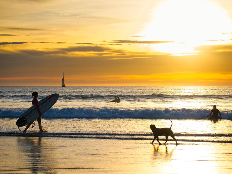 Uma pessoa a passear um cão numa praia com uma prancha de surf.