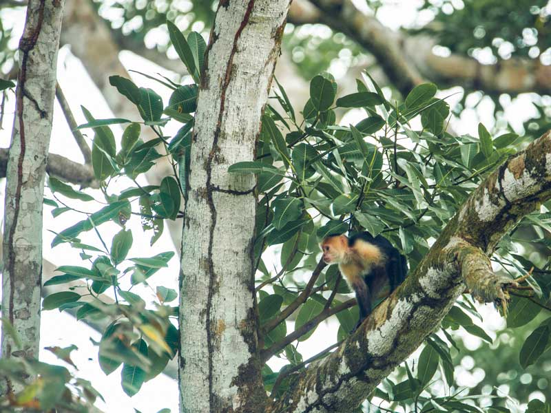 Um macaco sentado num ramo de uma árvore numa floresta.
