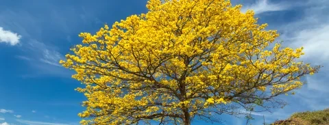 Árvore com folhas amarelas