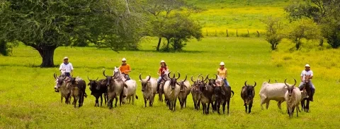 Pastorear vacas a cavalo