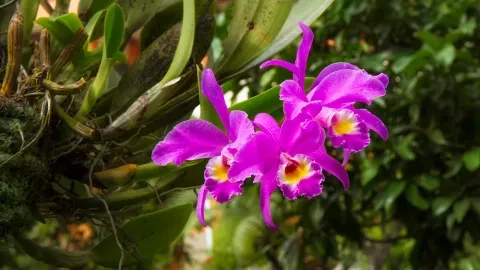 A Cattleya gaskelliana é uma espécie de orquídea do género Cattleya, da família das Labiatae