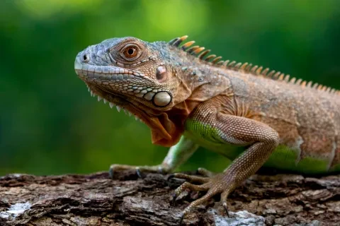 Iguana sobre madeira