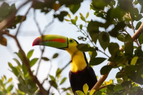 Tucano-de-bico-de-quilha pousado entre a folhagem na Reserva Natural de Cano Negro, Costa Rica