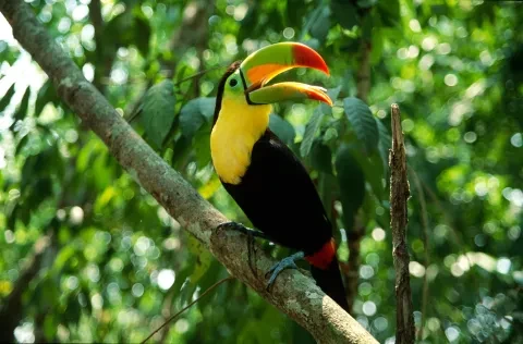 Tucano-de-bico-de-quilha