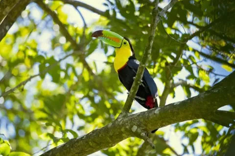 tucano numa árvore