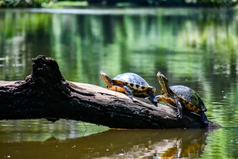 Tartarugas em Tortuguero, Costa Rica