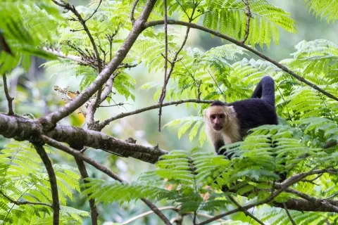 macacos-de-cara-branca selvagens nas árvores da selva do Pacífico Sul, na Costa Rica