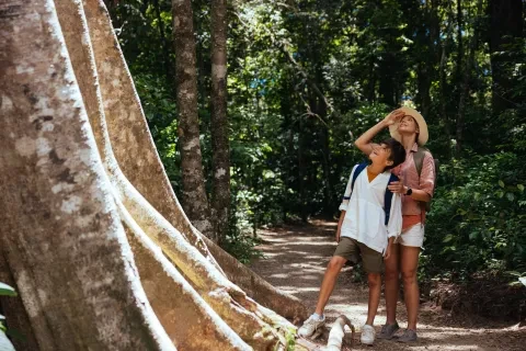 uma mãe e o filho a olharem para uma grande árvore na floresta