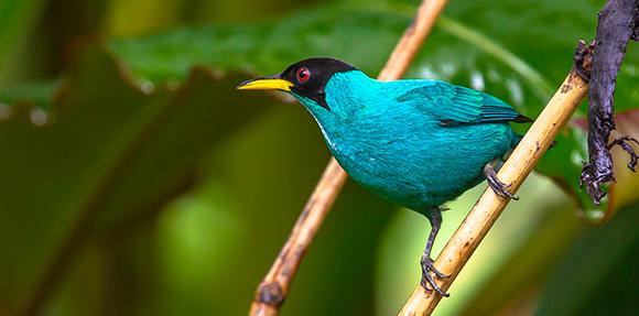 pássaro azul