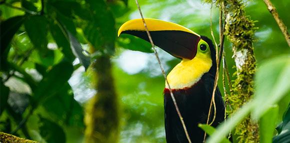 tucano