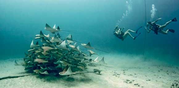 mergulhadores à volta do cardume de raias manta