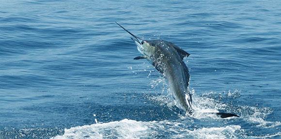 peixe-espada a saltar fora de água