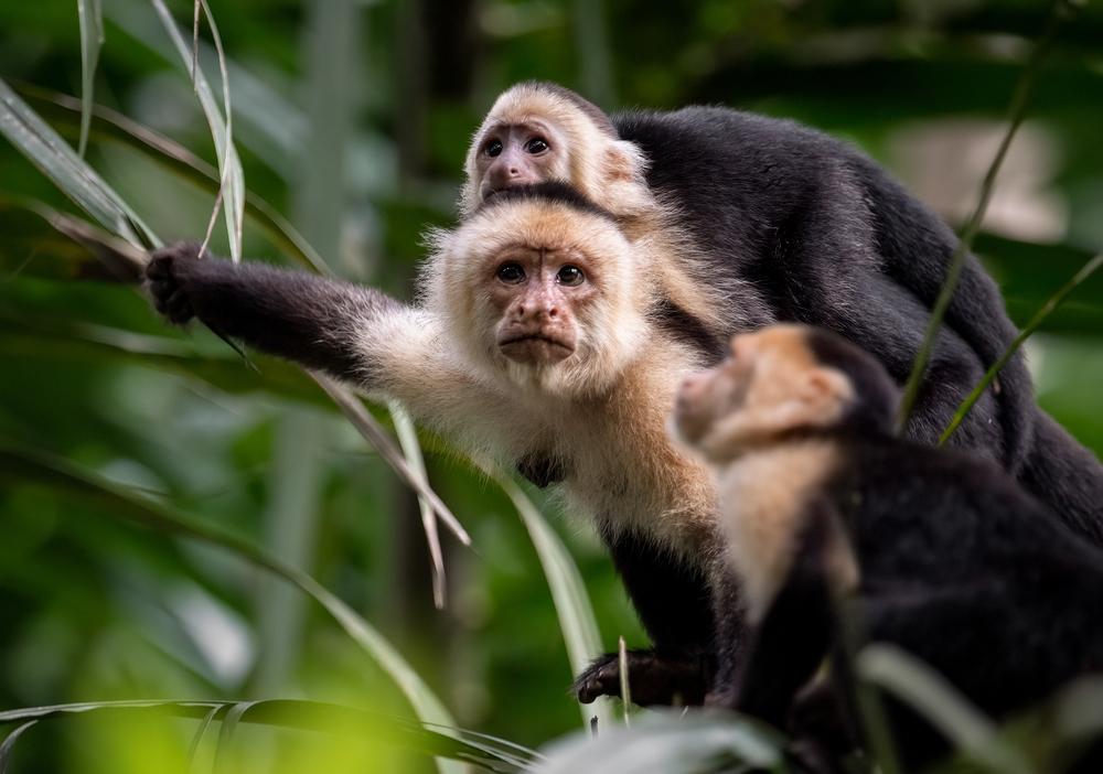 macaco bebé nas costas da mãe
