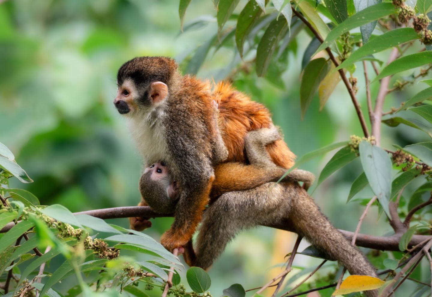 Macaco-esquilo fêmea em árvore com bebé nos braços