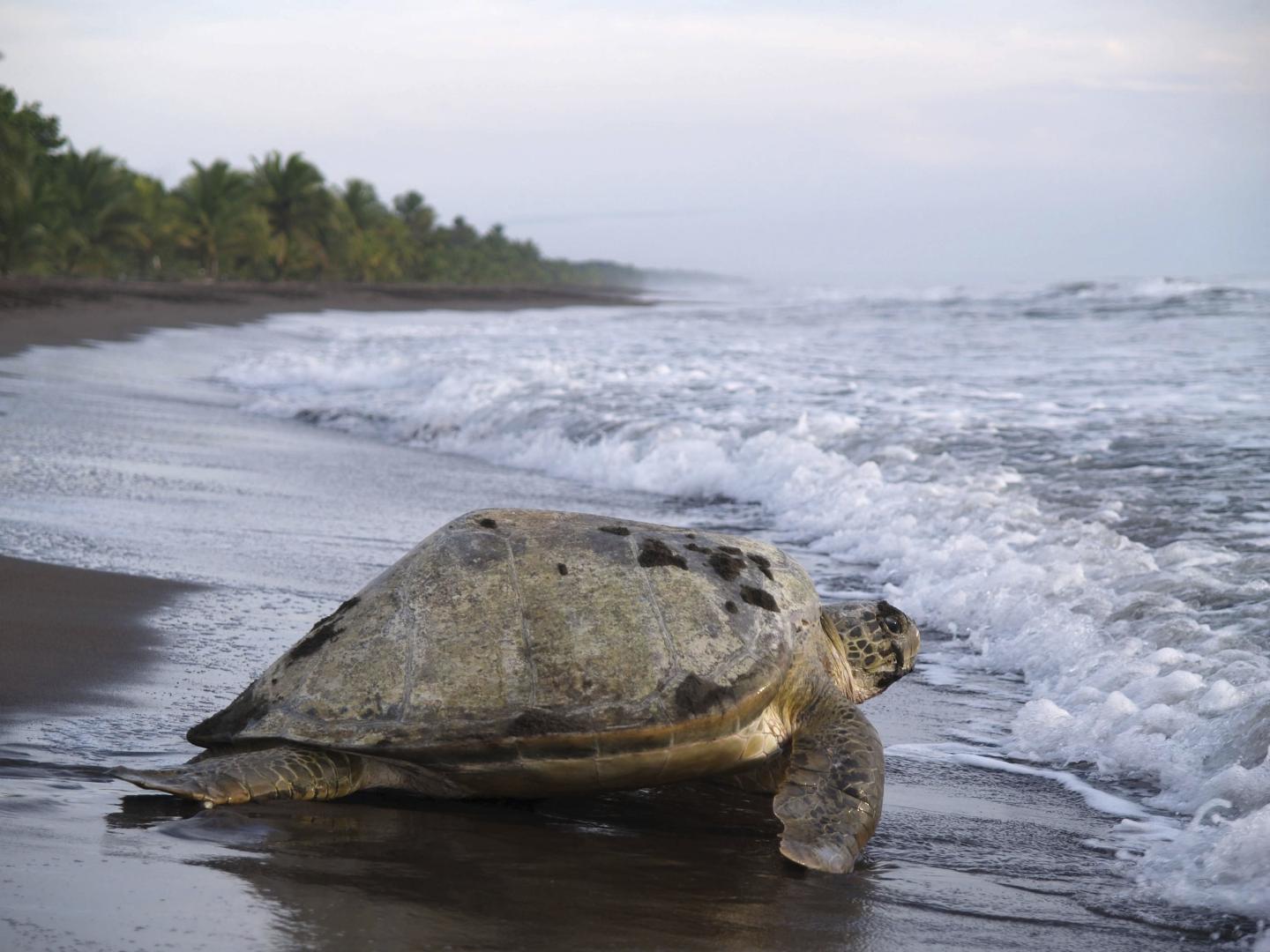Uma tartaruga marinha rasteja pela areia escura do Parque Nacional de Tortuguero, enquanto as ondas quebram ao seu lado e a costa, ladeada por palmeiras, se estende até ao horizonte.
