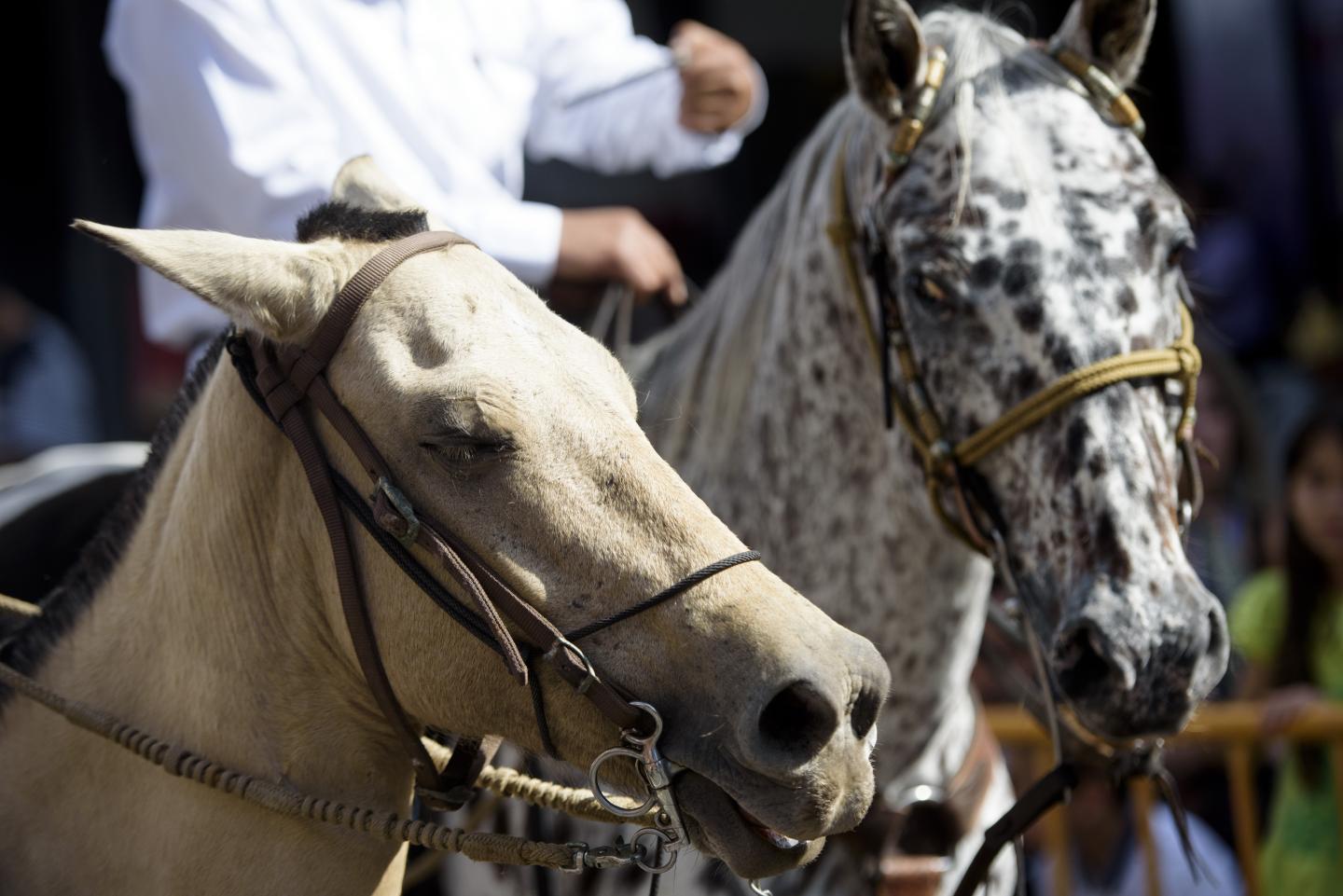 Grande plano de dois cavalos com freios e os seus cavaleiros durante um desfile equestre em San José.