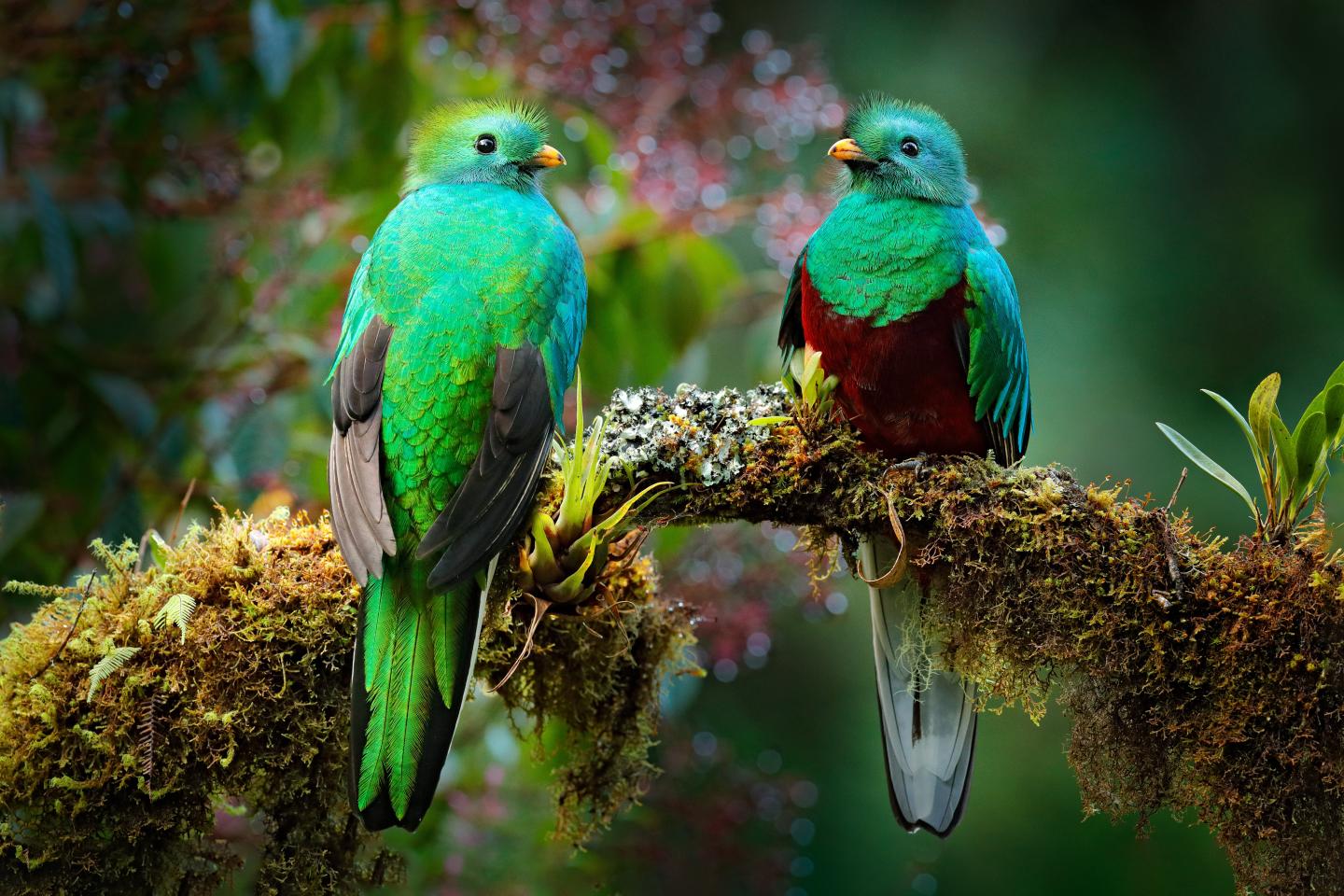 Dois quetzais resplandecentes pousam num ramo coberto de musgo, rodeados pela folhagem verde e suave da floresta.