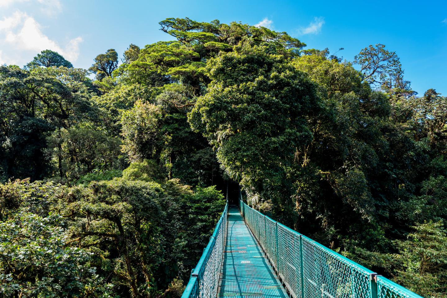 A ponte suspensa estende-se por cima de uma densa floresta nublada verdejante, sob um céu azul brilhante.